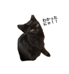 黒猫のゴマちゃん（個別スタンプ：5）