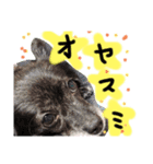 はなちんずスタンプ（個別スタンプ：3）