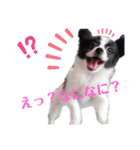 りんちゃんだよ～5（個別スタンプ：5）