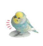 インコのアヌビスくん♪（個別スタンプ：2）