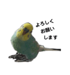 インコのアヌビスくん♪（個別スタンプ：3）
