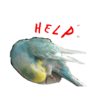 インコのアヌビスくん♪（個別スタンプ：4）