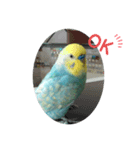 インコのアヌビスくん♪（個別スタンプ：6）