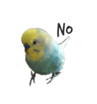 インコのアヌビスくん♪（個別スタンプ：7）