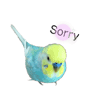 インコのアヌビスくん♪（個別スタンプ：8）