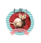 けのないねこのスタンプ3（個別スタンプ：1）