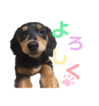 4匹のイッヌ（個別スタンプ：6）
