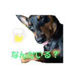 4匹のイッヌ（個別スタンプ：7）