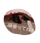 つぼみスタンプ2（個別スタンプ：1）