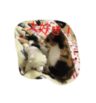 つぼみスタンプ2（個別スタンプ：8）