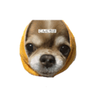愛犬たち(^.^)（個別スタンプ：1）