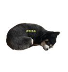 愛犬たち(^.^)（個別スタンプ：2）