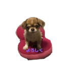 愛犬たち(^.^)（個別スタンプ：3）