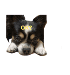 愛犬たち(^.^)（個別スタンプ：4）