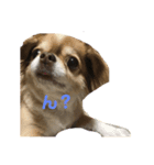 愛犬たち(^.^)（個別スタンプ：6）