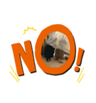 愛犬たち(^.^)（個別スタンプ：7）