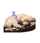 うちのミルモがかわいい（個別スタンプ：1）