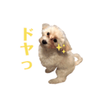 うちのミルモがかわいい（個別スタンプ：4）