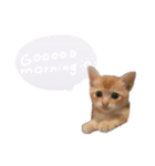 私のぬっこ（個別スタンプ：1）