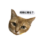 私のぬっこ（個別スタンプ：7）