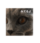 Ryu_intan（個別スタンプ：4）