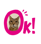 保護猫のまるさん（個別スタンプ：2）