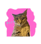 保護猫のまるさん（個別スタンプ：5）
