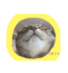 保護猫のまるさん（個別スタンプ：6）
