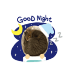 保護猫のまるさん（個別スタンプ：8）