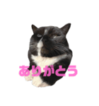にゃんこ(自己満)（個別スタンプ：2）