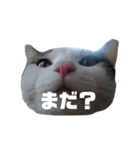 にゃんこ(自己満)（個別スタンプ：6）