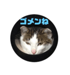 にゃんこ(自己満)（個別スタンプ：7）