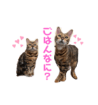 シャロティナスタンプ（個別スタンプ：1）