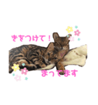 シャロティナスタンプ（個別スタンプ：4）