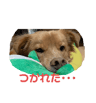 シェールくんの日常会話（個別スタンプ：5）