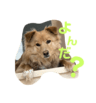 シェールくんの日常会話（個別スタンプ：7）