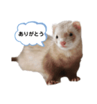 フレディくんのスタンプ（個別スタンプ：8）
