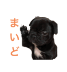 フレンチブルドッグ〜関西弁スタンプ（個別スタンプ：1）