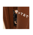 フレンチブルドッグ〜関西弁スタンプ（個別スタンプ：8）