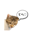保護猫 大福№1（個別スタンプ：3）