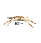 保護猫 大福№1（個別スタンプ：4）