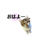保護猫 大福№1（個別スタンプ：7）