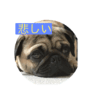 ぷりんチョコ（個別スタンプ：3）