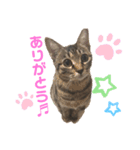 ひめちゃん (猫・キジトラ)（個別スタンプ：1）