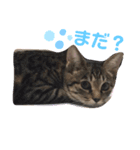ひめちゃん (猫・キジトラ)（個別スタンプ：3）
