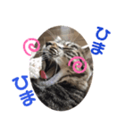 ひめちゃん (猫・キジトラ)（個別スタンプ：4）