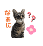 ひめちゃん (猫・キジトラ)（個別スタンプ：5）
