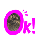 ひめちゃん (猫・キジトラ)（個別スタンプ：7）