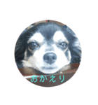 チワワのもこ（個別スタンプ：4）