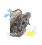 猫店のねこ暮らし（個別スタンプ：2）